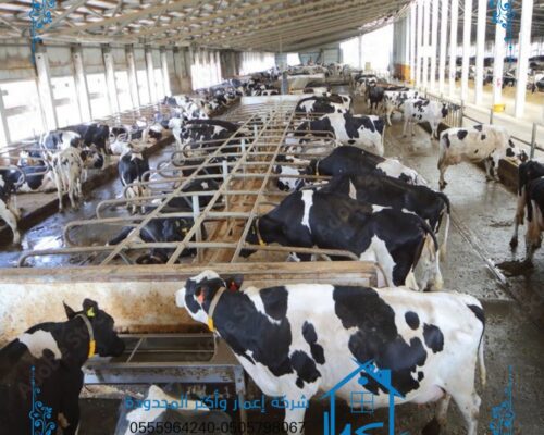 Livestock hangar هناجر مواشي